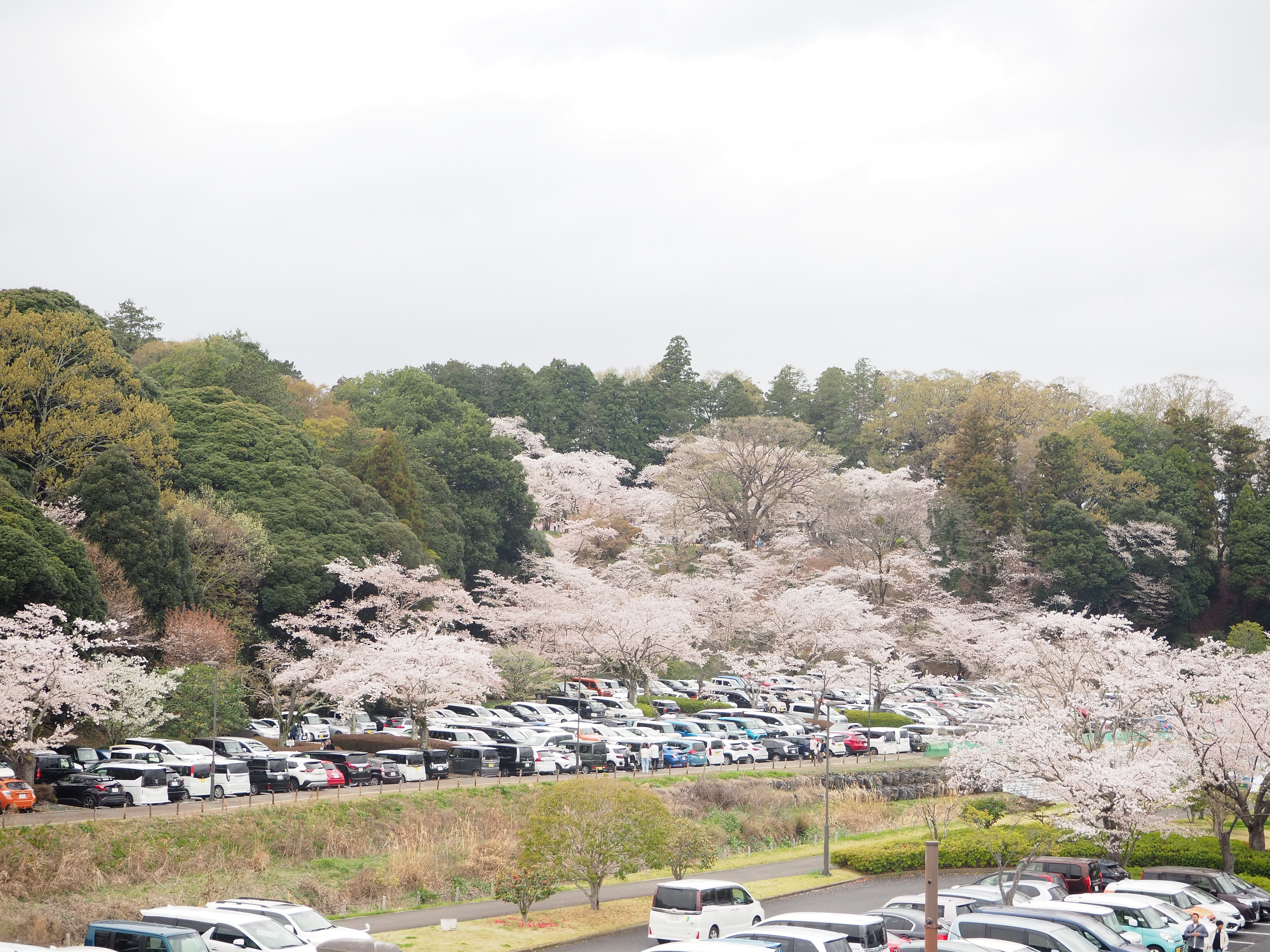 水戸市 偕楽園の桜 学習塾ベストワン 塾長日記