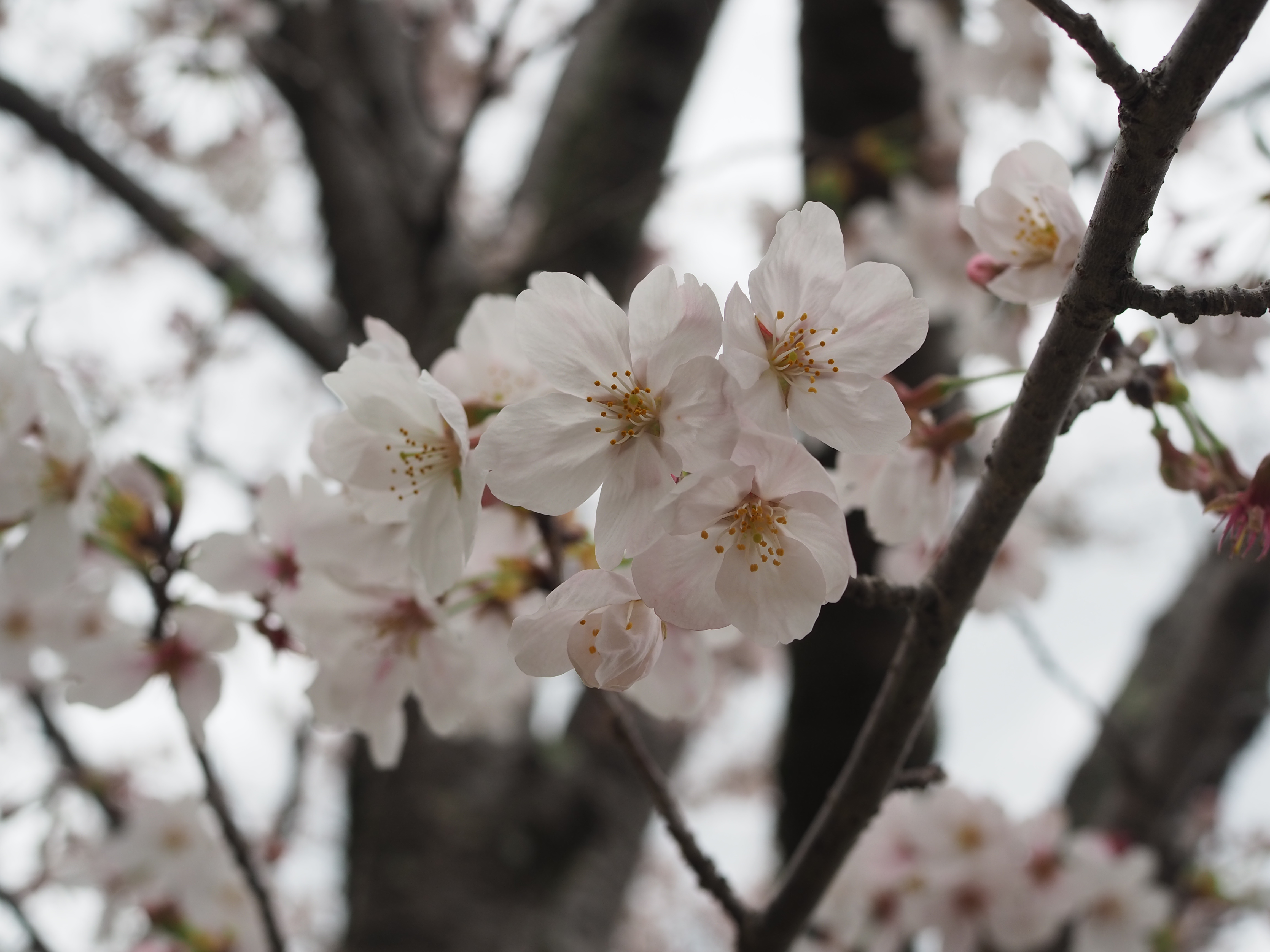 偕楽園の桜3