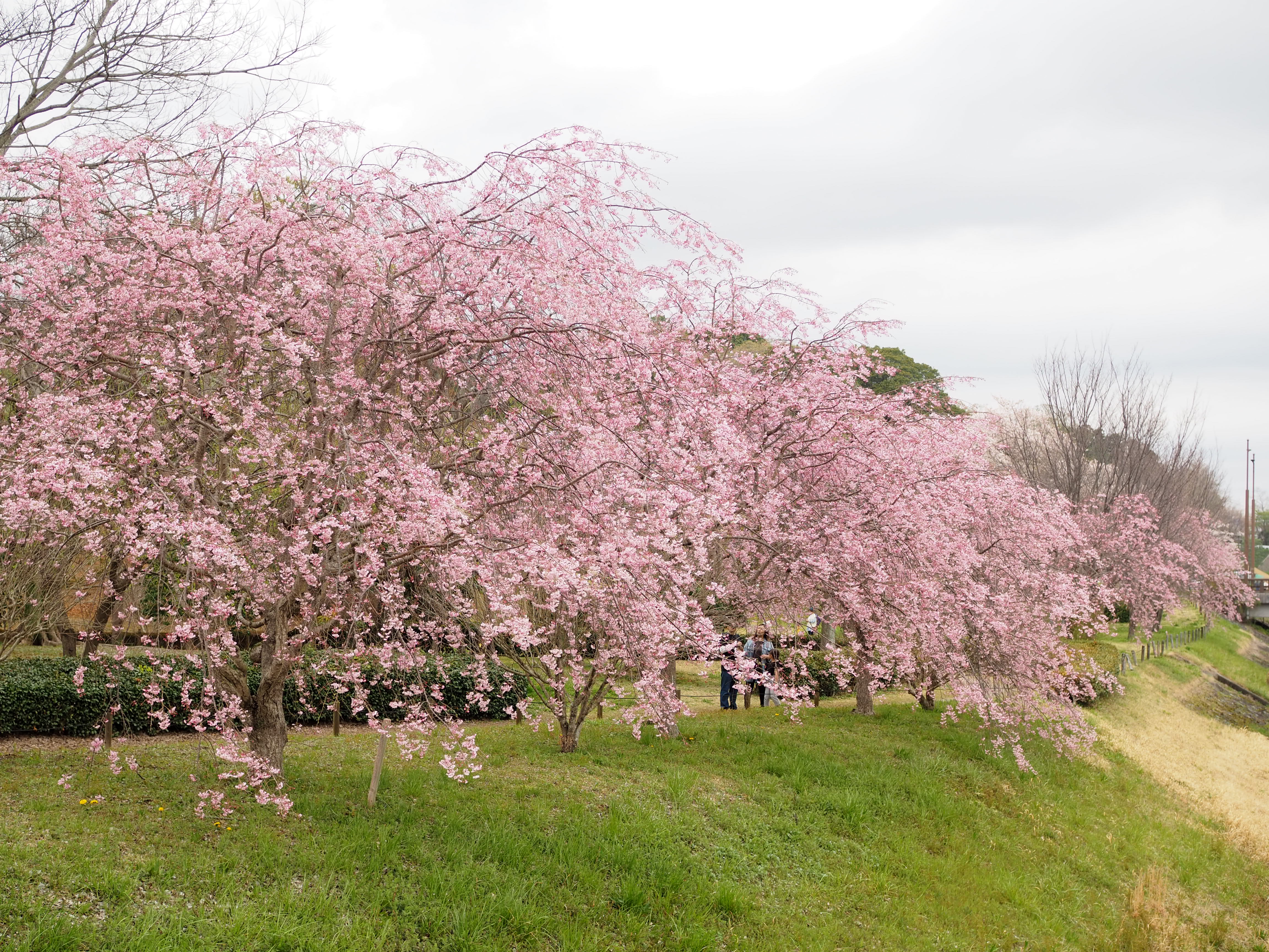 偕楽園の桜5