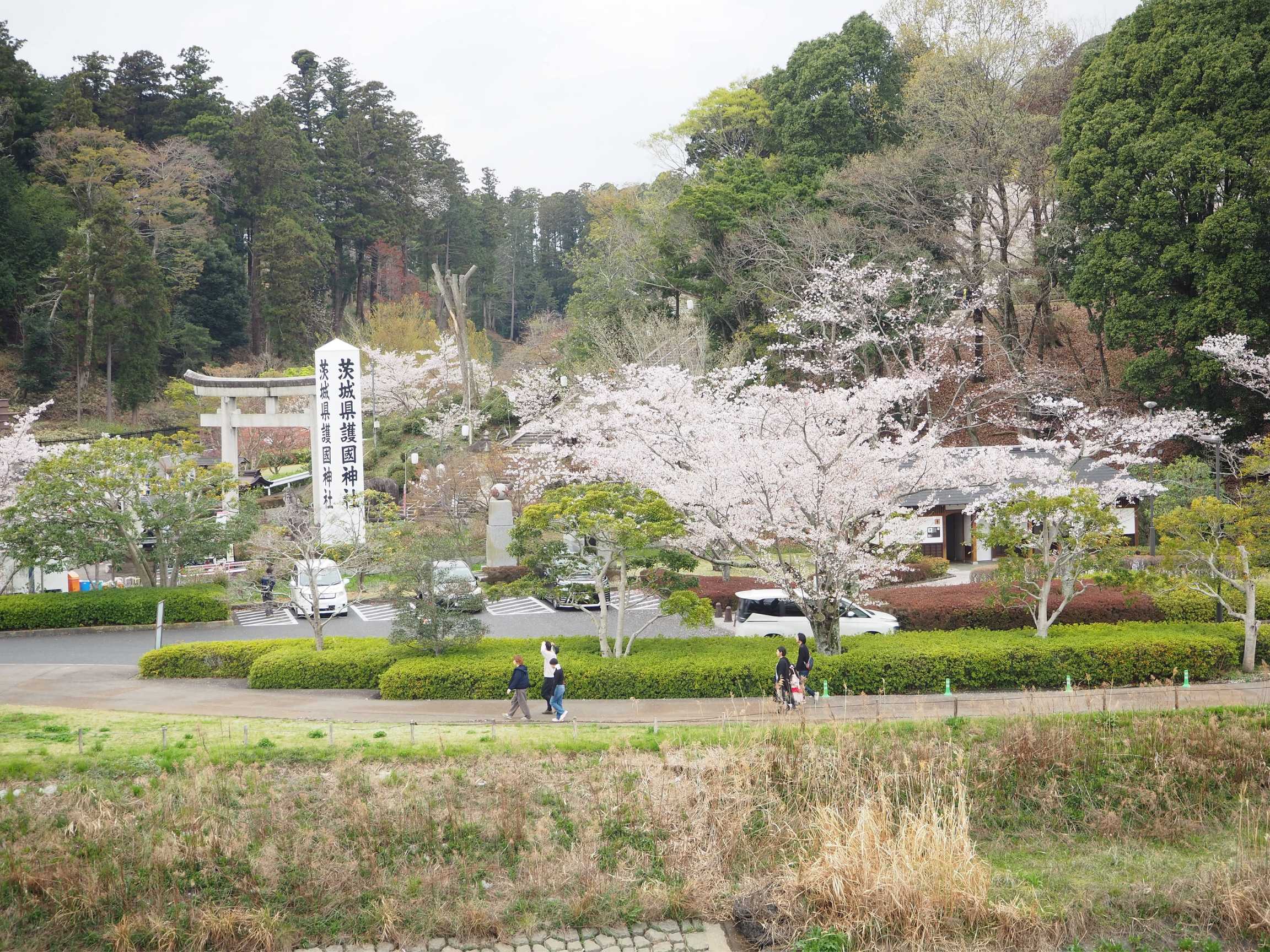 偕楽園の桜2