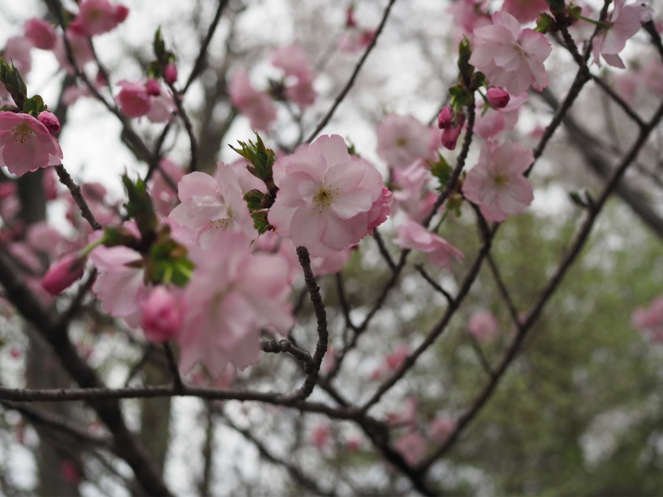 偕楽園の桜3