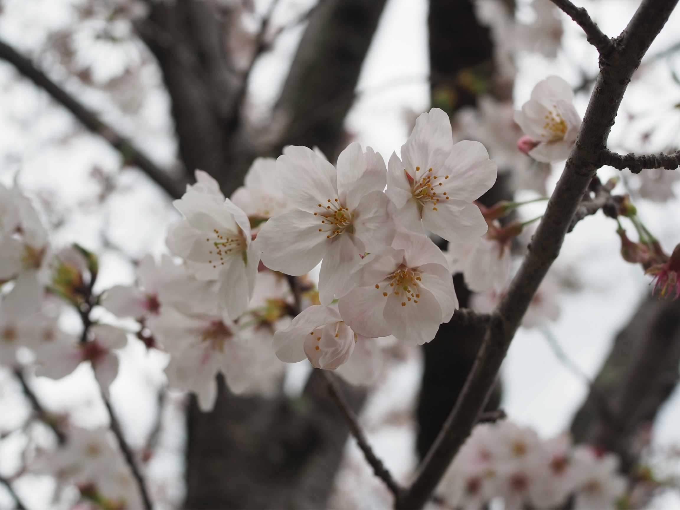 偕楽園の桜4