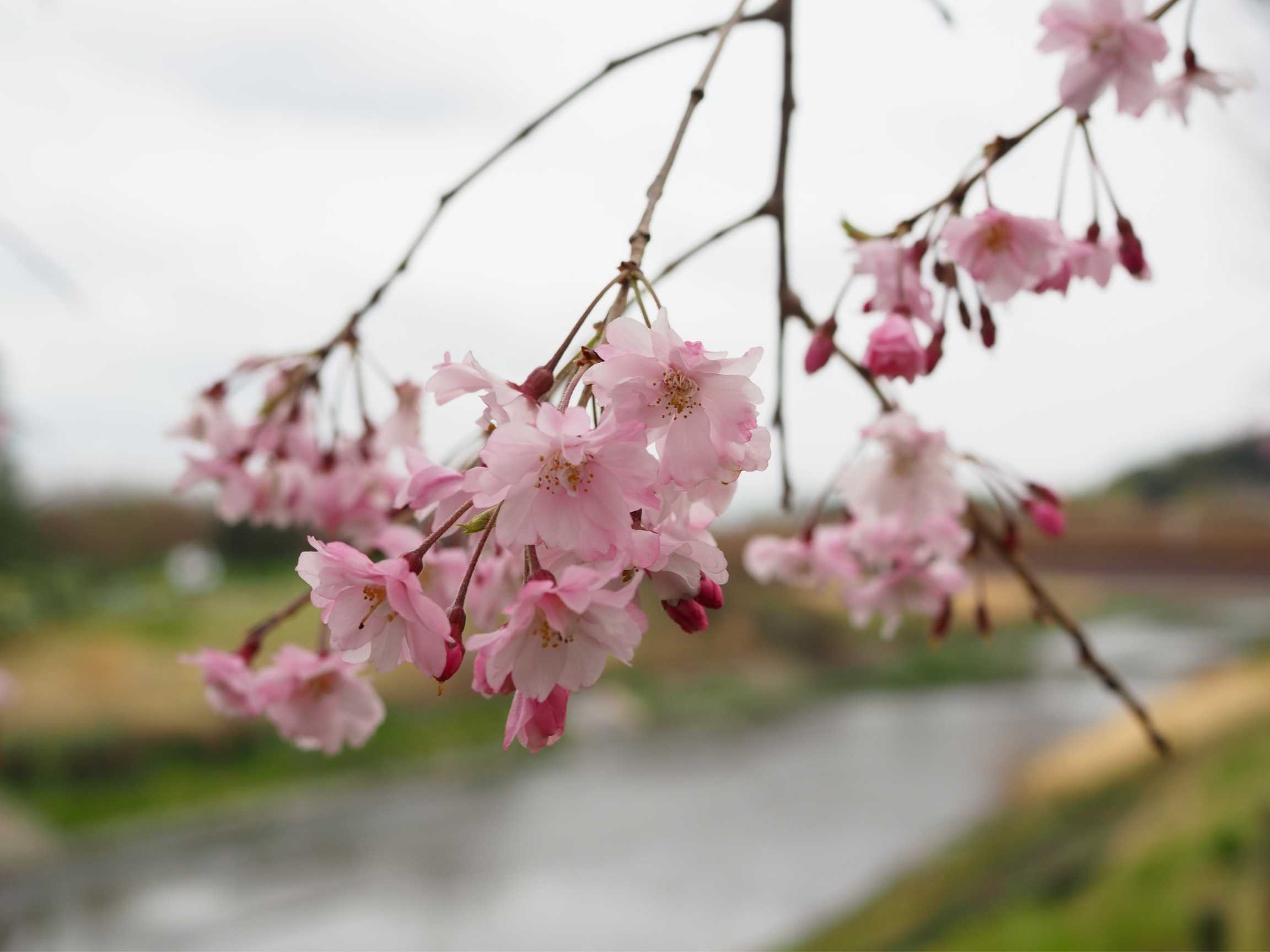 偕楽園の桜5