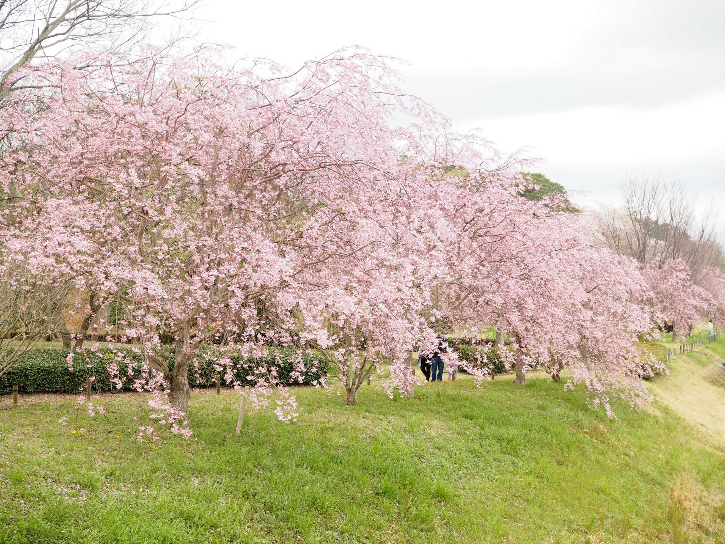 偕楽園の桜6